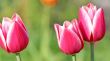  Pink Tulips