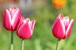  Pink Tulips