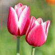  Pink Tulips