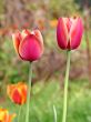  Pink Tulips