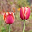  Pink Tulips