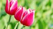  Pink Tulips