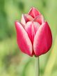  Pink Tulips