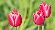  Pink Tulips