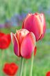  Pink Tulips