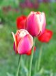  Pink Tulips