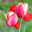  Pink Tulips