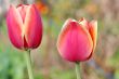  Pink Tulips