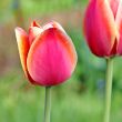  Pink Tulips