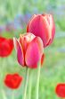  Pink Tulips