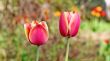  Pink Tulips