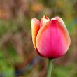  Pink Tulips