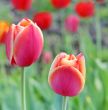  Pink Tulips