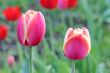  Pink Tulips