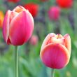  Pink Tulips