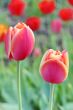  Pink Tulips
