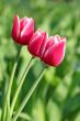  Pink Tulips