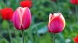  Pink Tulips