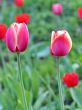  Pink Tulips