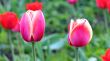  Pink Tulips