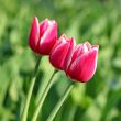  Pink Tulips