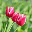  Pink Tulips