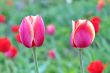  Pink Tulips