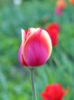  Pink Tulips