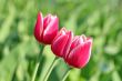  Pink Tulips