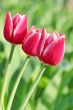  Pink Tulips