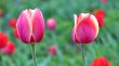  Pink Tulips