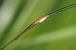 Elongated spider