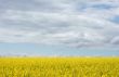 At the rapeseed field
