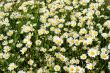 Leucanthemum vulgare