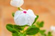 Vinca Flower 