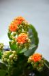 Kalanchoe