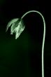 withered flower