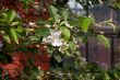 White flowers of an Apple tree.