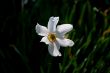 Flower narcissus.