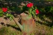 Flowers in an old watering can.