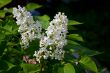 Lilac flowers on the green.