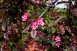 Pink flowers of an Apple tree.