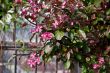 Pink flowers of an Apple tree.