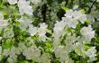 beautiful plants