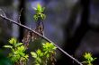 beautiful plants