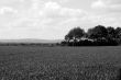 Meadows and mountains 