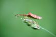 Red bug