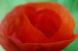 Corn poppy
