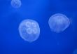 Medusas