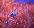 Clown Fish